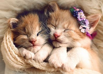 Schlafende Katzen