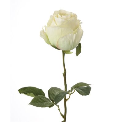 Fink ROSE Paloma