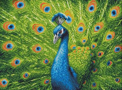 Radschlagender Pfau