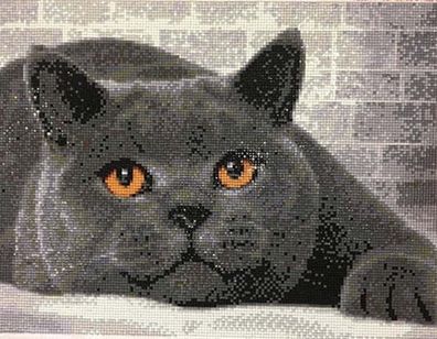 Britisch Kurzhaar Katze