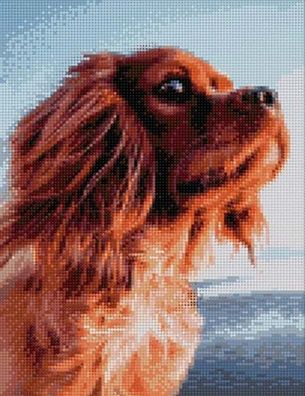Putziger Hundeblick
