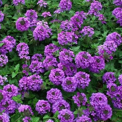 Fiederblättriges Eisenkraut - Verbene - Verbena Bipinnatifida 50+ SAMEN Z 276