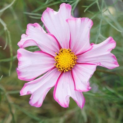 Schmuckkörbchen Peppermint Rock Candy Stripe - Cosmos bipinnatus 10+ Samen Z 277
