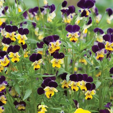 Hornveilchen Helen Mount - Viola cornuta 50+ Samen Ed 139
