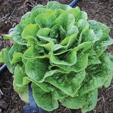 Salat Winter Density - Lactuca sativa 100+ Samen L 254