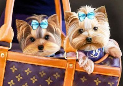 Fashionistas