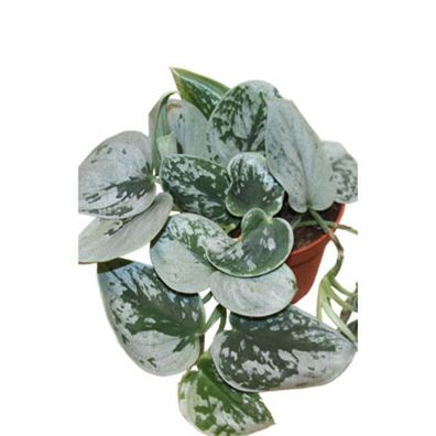 Gefleckte Efeutute - Scindapsus pictus ´Silvery Ann´ - Grünpflanze Zimmerpflanze