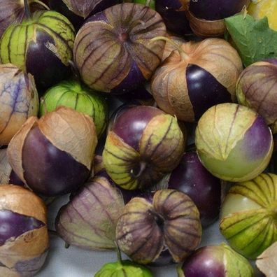 Tomatillo Purple Coban aus Guatemala - Physalis ixocarpa 10+ Samen So 142