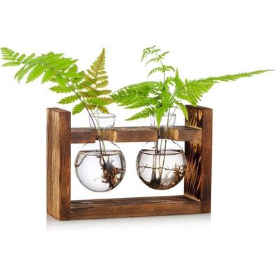Avocado Glas Terrarium Vase Set 2 Stück mit Holzregal - Indoor Dekor