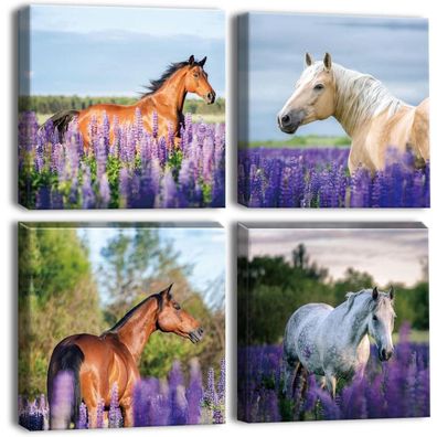 Leinwandbilder Lila Lavendel Pferd Kunstdruck 30x30cm 4-teilig