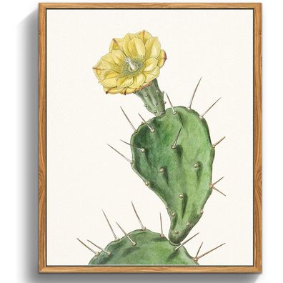 Vintage Botanische Leinwand Bilder mit Rahmen Holz 30x40cm Opuntia Flowering