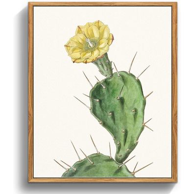 Vintage Botanische Leinwandbilder mit Holzrahmen 20x25cm Opuntia Flowering