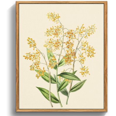 Vintage Botanische Leinwandbilder Holzrahmen 30x40cm Gelbe Orchidee Wanddeko