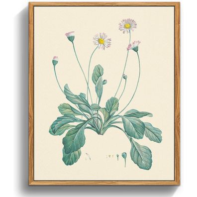 Vintage Botanische Leinwand Bilder Gänseblümchen 20x25 cm Rahmen Holz
