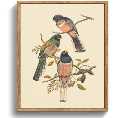 Vintage Trogon Vogel Leinwandbild mit Holzrahmen 30x40cm Wohnzimmer
