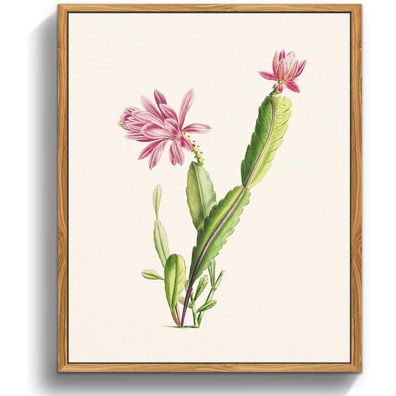 Vintage Botanische Leinwand Bilder 20x25 cm mit Holzrahmen Kaktus Rosa Blumen
