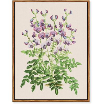 MHARTK66 Botanisches Leinwandbild mit Rahmen, Lila Coast Swainson-Erbse, 30x40