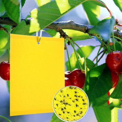 Panngu 20 Gelbtafeln 20x15cm - Effektive Fliegenfalle gegen Trauermücken