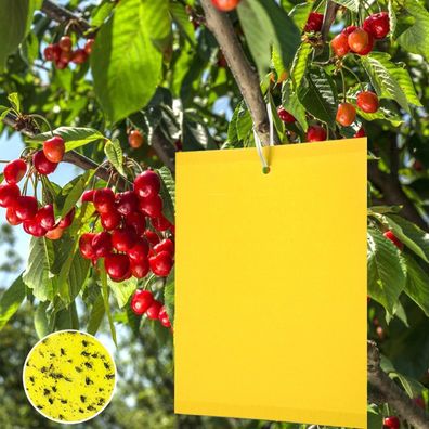 Panngu 100 Stück Gelbfalle Fliegenfalle für Pflanzen, Obstbäume, Weinreben