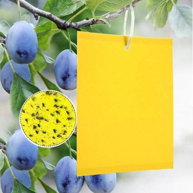 Panngu 20 Gelb-Sticker gegen Kirschfruchtfliege, Gelbfalle für Garten