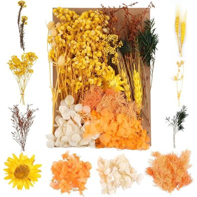 Weysoo Trockenblumen Set Gelb - Natürliche Gemischte Getrocknete Blumen für