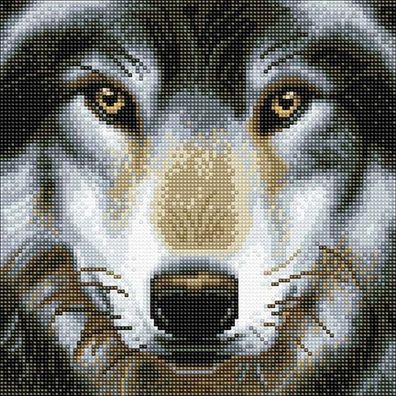 Wolfsblick