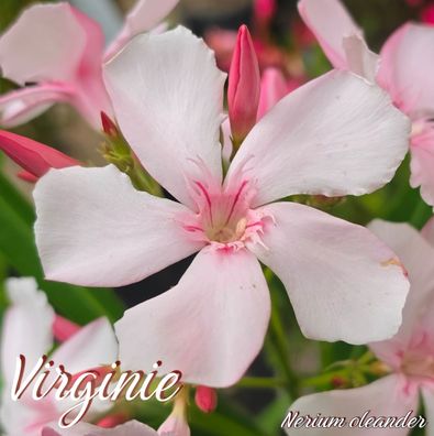 Oleander "Virginie" - Nerium oleander - Größe C03