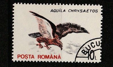 Steinadler (Aquila chrysaetos) - Rumänien o