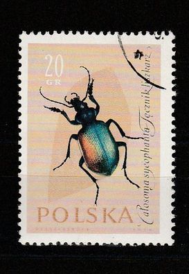 Käfer - Puppenräuber (Calosoma sycophanta) -o