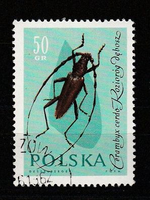 Käfer - Polen Großer Eichenbock - (Cerambyx cerdo) -o