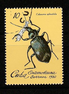 Motiv Käfer - Kuba Insekten - (Calosoma splendida) - o