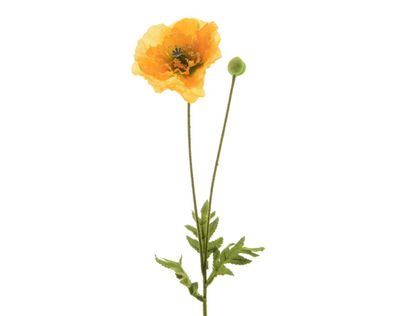 Blume Seidenblume Mohnblume mit Knopse gelb