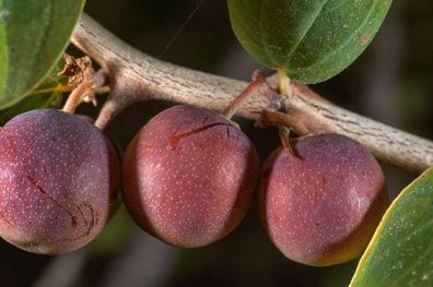 Münzenblättrige Jujube - Ziziphus nummularia - 5+ Samen - seeds - Gx 229