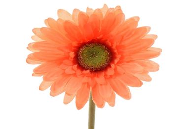 Blume Seidenblume Gerbera Kunstblume Dekoblume Tischdeko orange