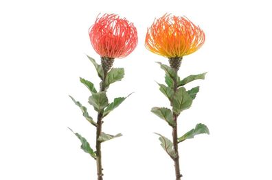 Kunst-Leucospermum 2-fach sortiert