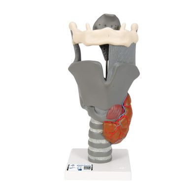 3B Scientific Kehlkopf Funktionsmodell 2,5-fach vergrößert Anatomie Beige