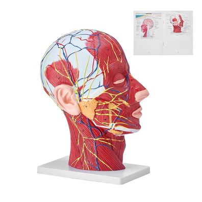 VEVOR Anatomie Halbkopf mit Hals Gefäße und Nerven 225x115x281 mm aus PVC