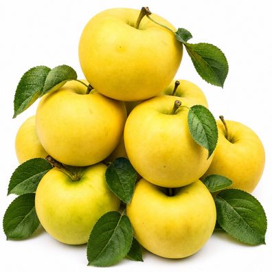 Bleichhof Äpfel Sonnenglanz Allergikerfreundlich - fruchtig, säuerlich