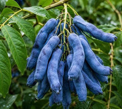 Decaisnea fargesii, 50 Samen, Blaugurkenbaum, Blaugurke, Blauschote, winterhart