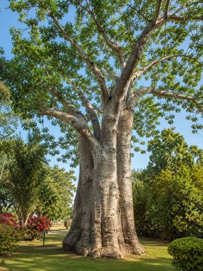 Adansonia digitata, 250 Samen, Affenbrotbaum, Baobab
