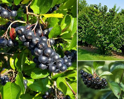 Aronia melanocarpa, 1.000 Samen, Schwarze Apfelbeere, Superfood