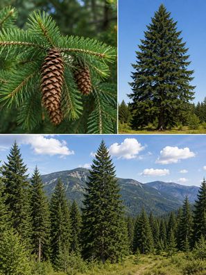 pseudotsuga menziesii, 50 Samen, Gewöhnliche Douglasie, Douglastanne
