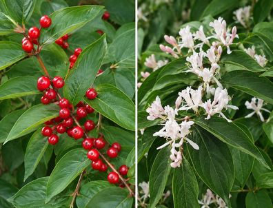 Lonicera maackii, 100 Samen, Maacks Heckenkirsche, Schirm- Amur Heckenkirsche