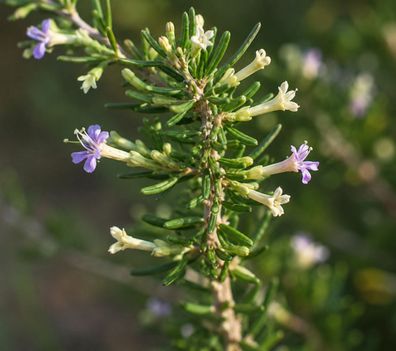 Lycium ruthenicum , 200 Samen, Schwarze Goji, Gojibeere, Bocksdorn