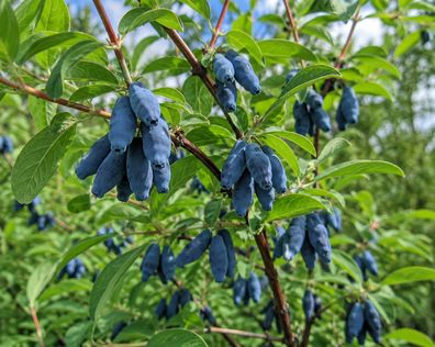 Lonicera caerulea, 100 Samen, Blaue Heckenkirsche