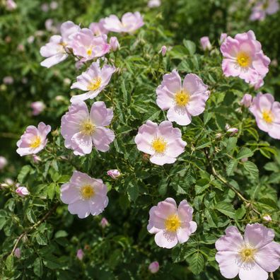 Rosa canina, 250 Samen, Hundsrose, Hagebutte, Wildrose