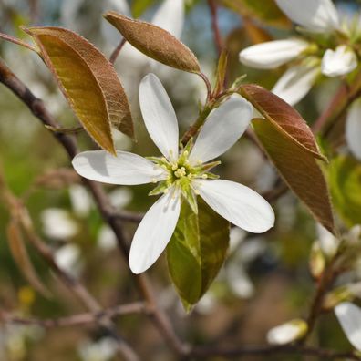 Amelanchier lamarckii 50 Samen, Kupferrote Felsenbirne, Lamarck Felsenbirne