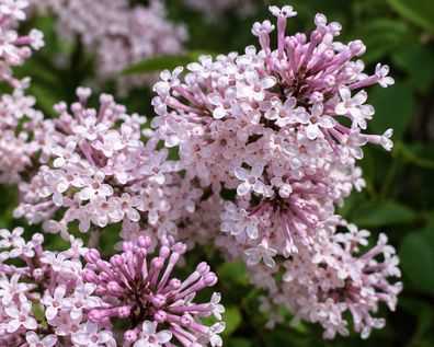 Syringa oblata, 50 Samen, Rundblättriger Flieder, Frühblühender Flieder