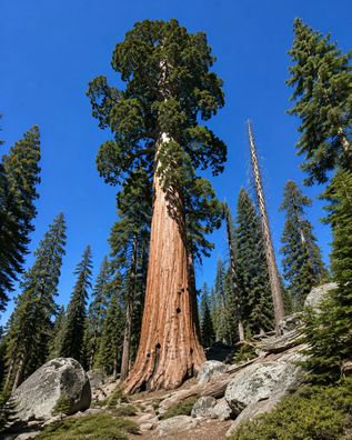 Sequoia sempervirens, 100 Samen Küstenmammutbaum
