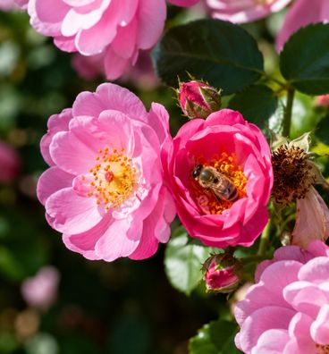 Rosa rubiginosa, 250 Samen, Weinrose, Apfel-Rose, Hagebutte, Wildrose